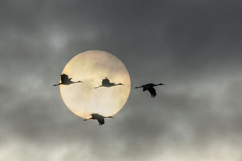 Over The Moon Black Ornate Wood Framed Art Print with Double Matting by Fan, John