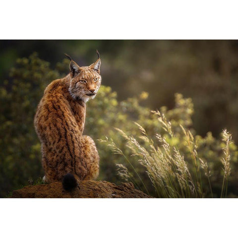 Lynx Fine Art. Black Modern Wood Framed Art Print with Double Matting by Saavedra Ruiz, Sergio