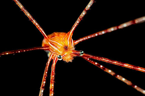 Spider Squat Lobster Black Ornate Wood Framed Art Print with Double Matting by Gabriel, Barathieu