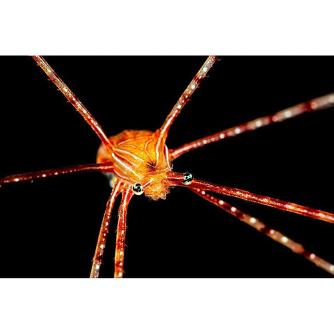 Spider Squat Lobster Black Modern Wood Framed Art Print by Gabriel, Barathieu