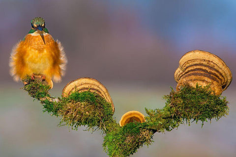 Buhtlin White Modern Wood Framed Art Print with Double Matting by Sabol, Petar