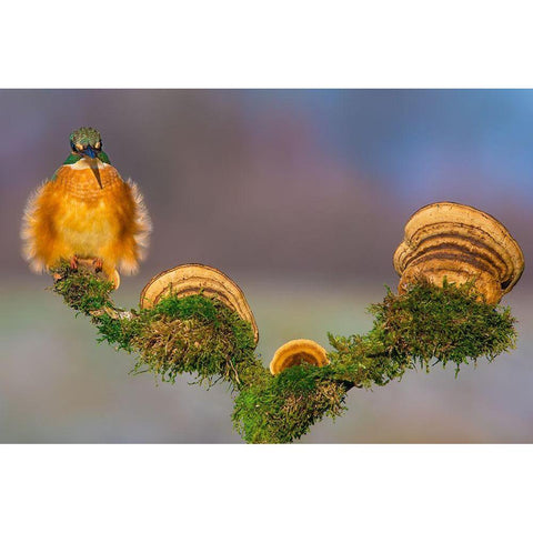 Buhtlin Black Modern Wood Framed Art Print by Sabol, Petar