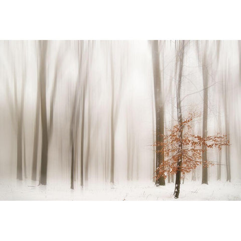 Winter White Modern Wood Framed Art Print by Tinak, Igor