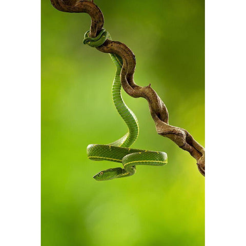 Side-Striped Palm Pitviper Black Modern Wood Framed Art Print with Double Matting by Zygmunt, Milan
