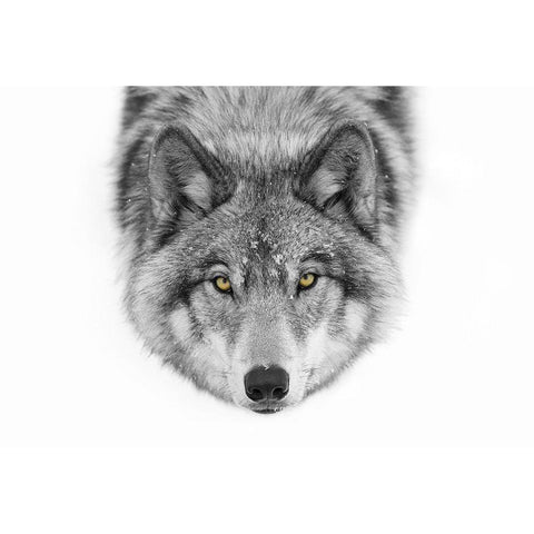 Yellow Eyes - Timber Wolf Black Modern Wood Framed Art Print with Double Matting by Cumming, Jim