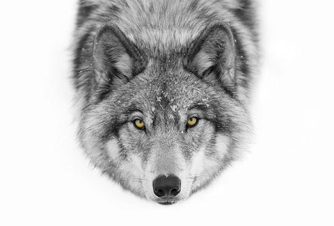 Yellow Eyes - Timber Wolf White Modern Wood Framed Art Print with Double Matting by Cumming, Jim