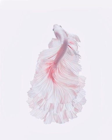 The White Dress Black Ornate Wood Framed Art Print with Double Matting by Halil, Andi