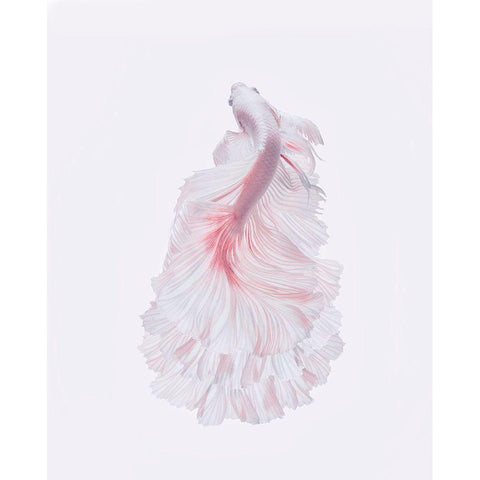 The White Dress Black Modern Wood Framed Art Print by Halil, Andi