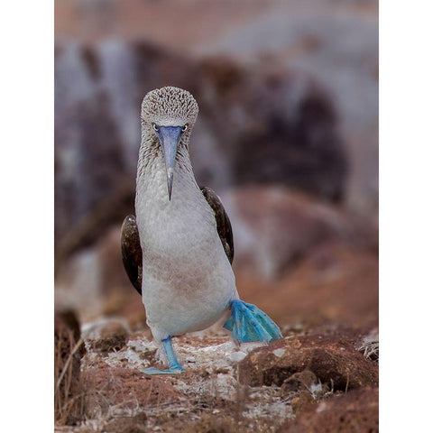 Blue-Footed Booby White Modern Wood Framed Art Print by And Wei, Siyu