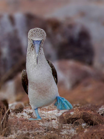 Blue-Footed Booby White Modern Wood Framed Art Print with Double Matting by And Wei, Siyu