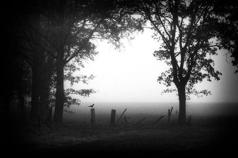 Early Bird White Modern Wood Framed Art Print with Double Matting by Van Bijnen, Jacqueline