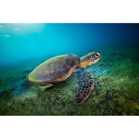 Green Turtle White Modern Wood Framed Art Print by Gabriel, Barathieu