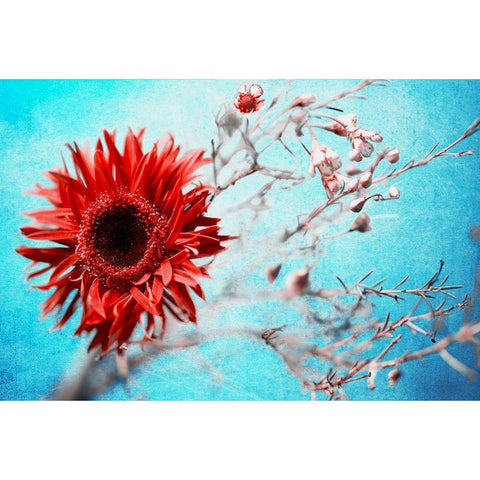 Marigold Black Modern Wood Framed Art Print with Double Matting by Kreiten, Mike