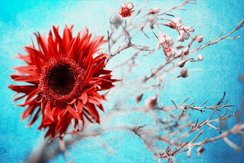 Marigold Black Ornate Wood Framed Art Print with Double Matting by Kreiten, Mike