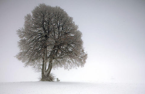 Winter Tree Black Ornate Wood Framed Art Print with Double Matting by Irmawarth