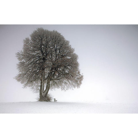 Winter Tree Black Modern Wood Framed Art Print with Double Matting by Irmawarth