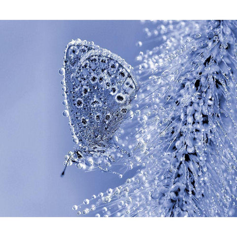 Christmas Butterfly... White Modern Wood Framed Art Print by Dufour, Thierry