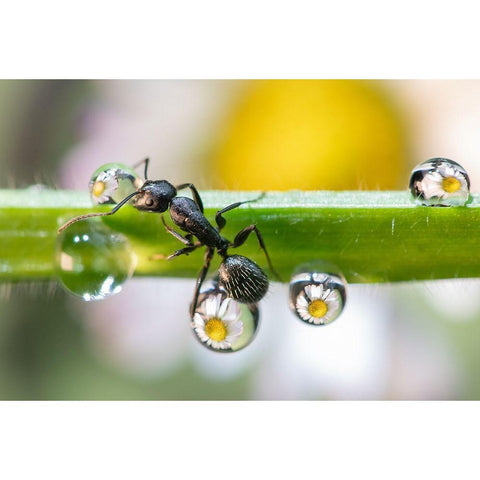 The Ant Between The Drops White Modern Wood Framed Art Print by Caleffi, Emanuele