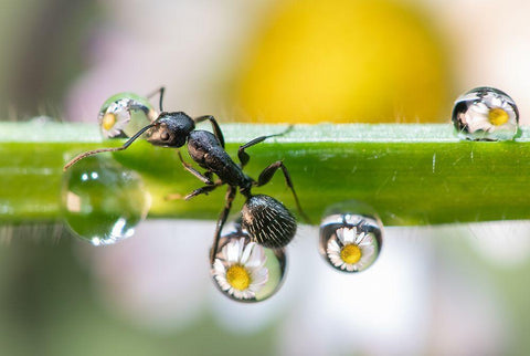 The Ant Between The Drops Black Ornate Wood Framed Art Print with Double Matting by Caleffi, Emanuele