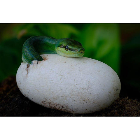 Gonyosoma Oxycephalum Hatching White Modern Wood Framed Art Print by Tan Phat, Dao