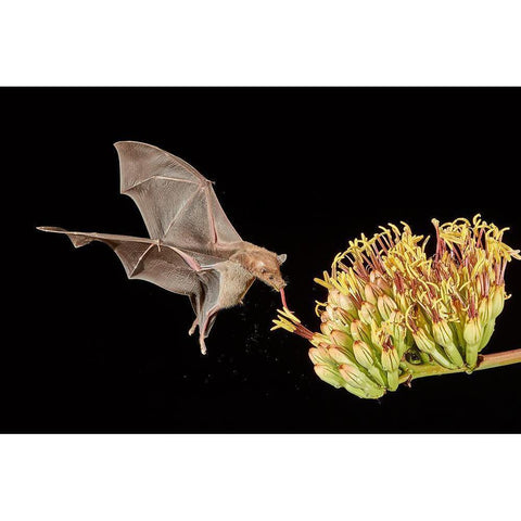 Slurp A Go White Modern Wood Framed Art Print by Hudson, Peter