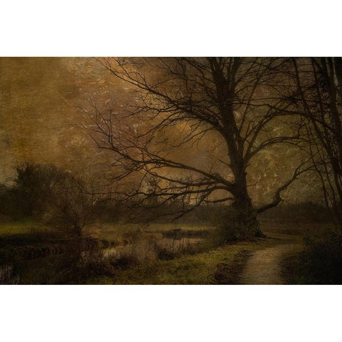 Old Tree Black Modern Wood Framed Art Print by Talen, Nel