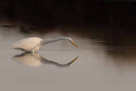 Search Mode White Modern Wood Framed Art Print with Double Matting by Forner Rodriguez, Joaquin