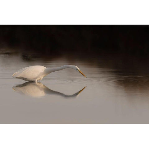 Search Mode Black Modern Wood Framed Art Print by Forner Rodriguez, Joaquin