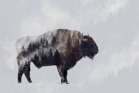 Bison - Double Exposure White Modern Wood Framed Art Print with Double Matting by Beata, Angyalosi