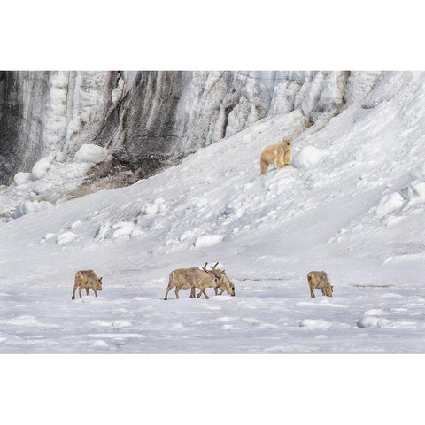 A Polar Bear Looking Down At Four Reindeer Gold Ornate Wood Framed Art Print with Double Matting by And Wei, Siyu