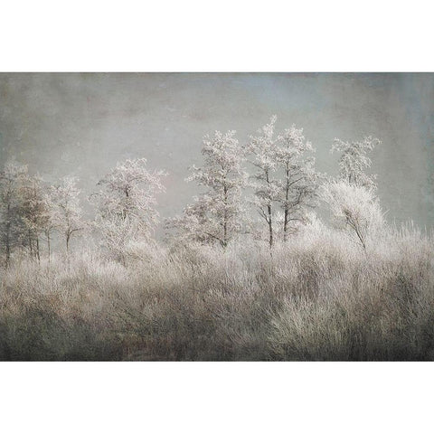 Cold Morning White Modern Wood Framed Art Print by Talen, Nel