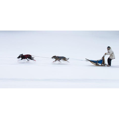 Sled Dogs Race - 1 White Modern Wood Framed Art Print by Chang, Cheng