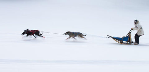 Sled Dogs Race - 1 Black Ornate Wood Framed Art Print with Double Matting by Chang, Cheng