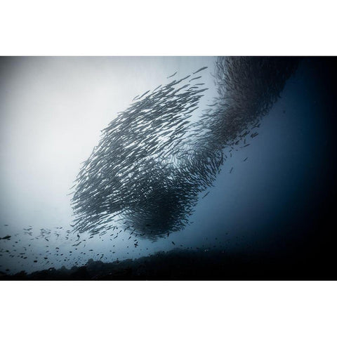 Absolute Dominance Black Modern Wood Framed Art Print by Choi, Yonghoon