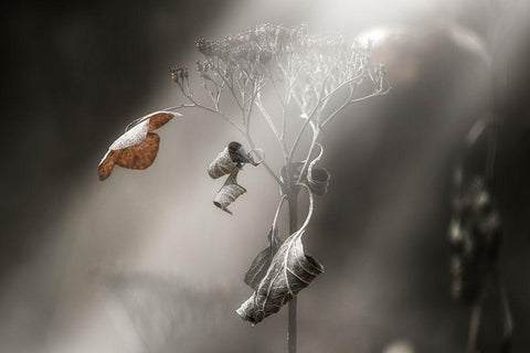 Withe Hydrangea Black Ornate Wood Framed Art Print with Double Matting by Suzuki, Takashi