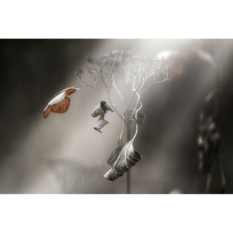 Withe Hydrangea Black Modern Wood Framed Art Print by Suzuki, Takashi