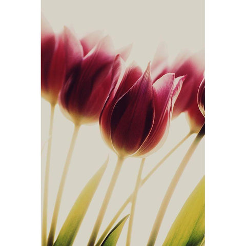 Tulips Black Modern Wood Framed Art Print by Philippin-Lipscomb, Rosalinde