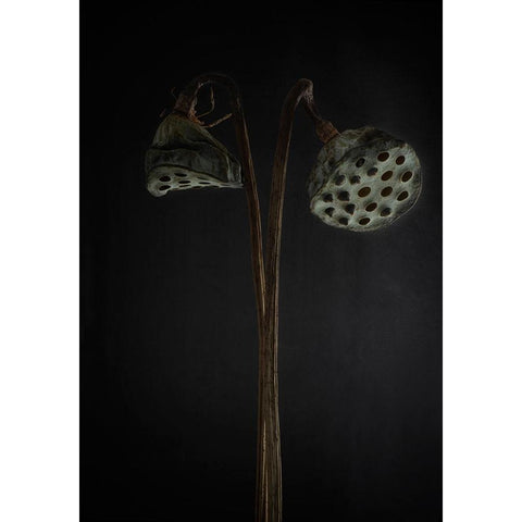 Lotus Heads - Dried Black Modern Wood Framed Art Print by Gronkjar, Lotte