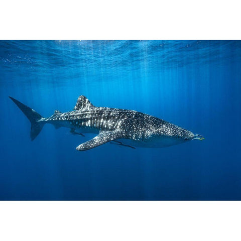 Whale Shark In The Blue White Modern Wood Framed Art Print by Gabriel, Barathieu