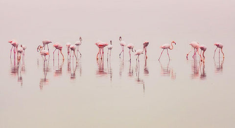 Water Ballet White Modern Wood Framed Art Print with Double Matting by Thabet, Ahmed