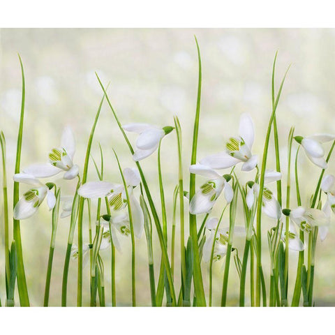 Meadow Of Snowdrops Black Modern Wood Framed Art Print with Double Matting by Williams, Sharon