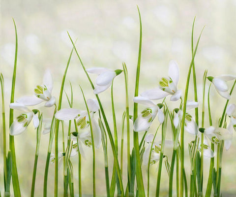 Meadow Of Snowdrops White Modern Wood Framed Art Print with Double Matting by Williams, Sharon