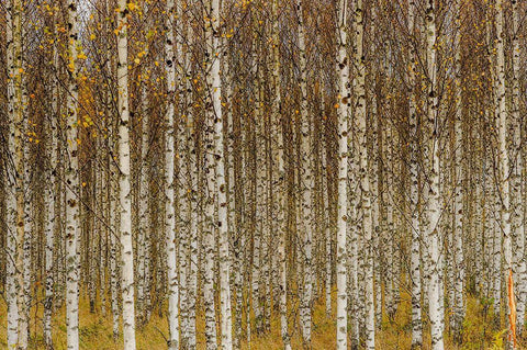 Birches White Modern Wood Framed Art Print with Double Matting by Gustafsson, Torbjorn