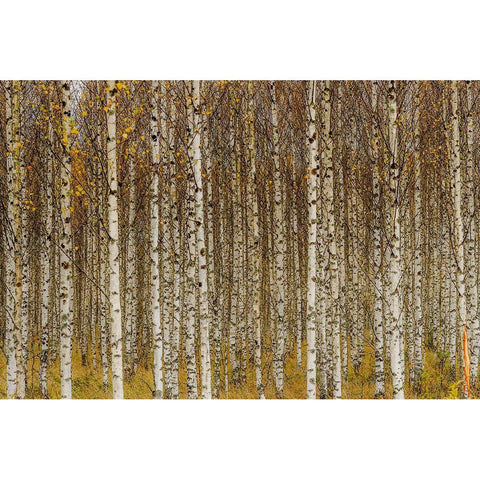 Birches Gold Ornate Wood Framed Art Print with Double Matting by Gustafsson, Torbjorn