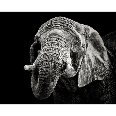 African Elephant Black Modern Wood Framed Art Print with Double Matting by Meermann, Christian