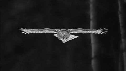 Out Of The Woods Black Ornate Wood Framed Art Print with Double Matting by Zuo, Jun