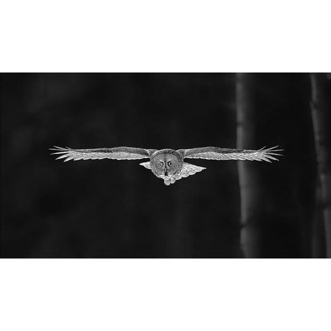 Out Of The Woods Black Modern Wood Framed Art Print by Zuo, Jun