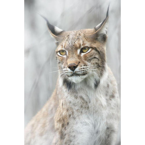Lynx Portrait In The Fog White Modern Wood Framed Art Print by Pascual Buye, Santiago