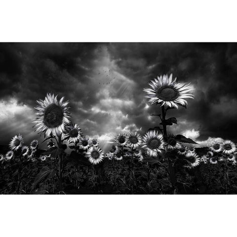 Sunflowers White Modern Wood Framed Art Print by Osuna, Fran