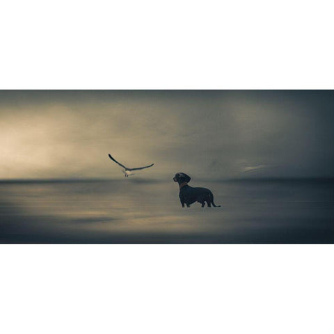 Dreamer....Just A Little Dreamer..... Black Modern Wood Framed Art Print by Willers, Heike